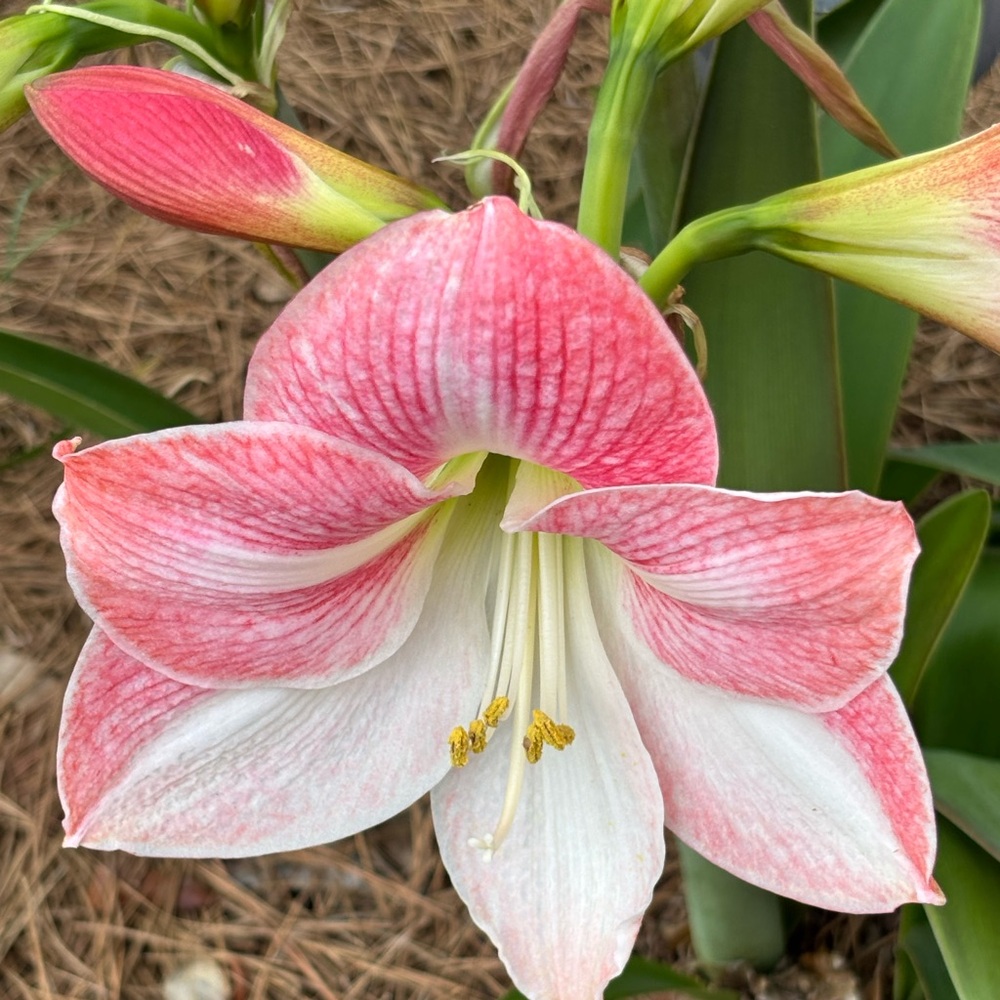 10 small Apple Blossom, amaryllis bulbs in beautiful pink and white.